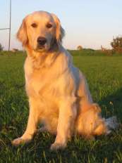 Minki (Golden Retriever)