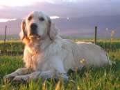 LIONRIDGE Minki of NATALLA(Golden Retriever)
