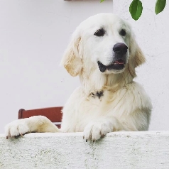 NATALLA Natalie (Golden Retriever)