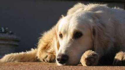 LIONRIDGE Minki of NATALLA(Golden Retriever)