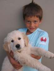 LIONRIDGE Minki of NATALLA(Golden Retriever) and Johnnie