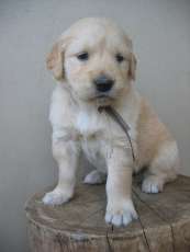 Golden Retriever Puppy