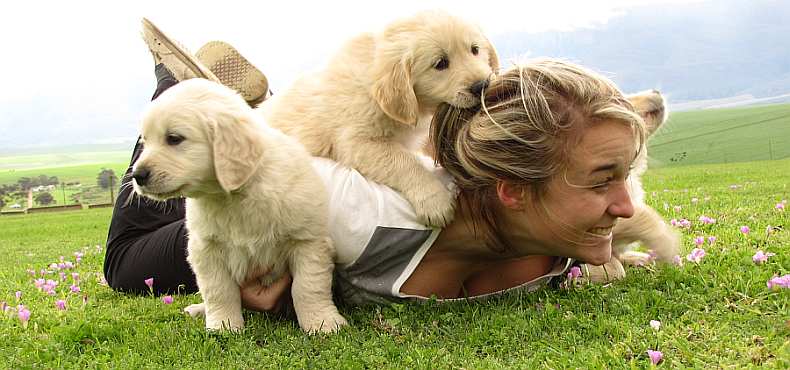Overberg Golden Retrievers